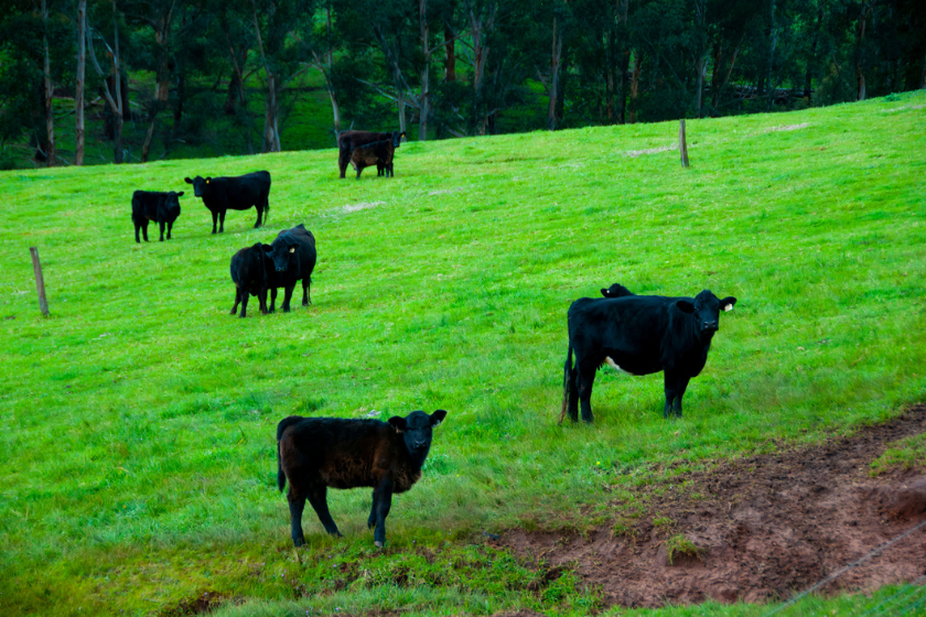 miniature cows