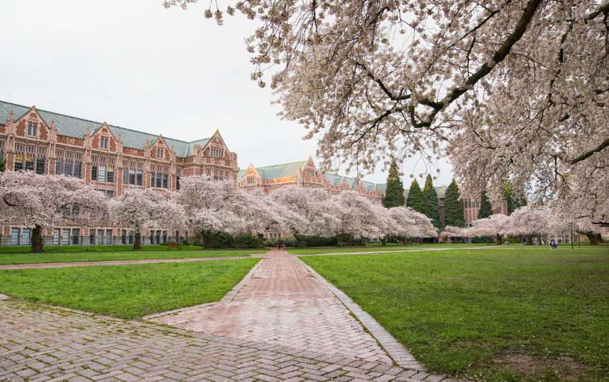 Cherry Blossoms in the Quad, University of Washington Campus