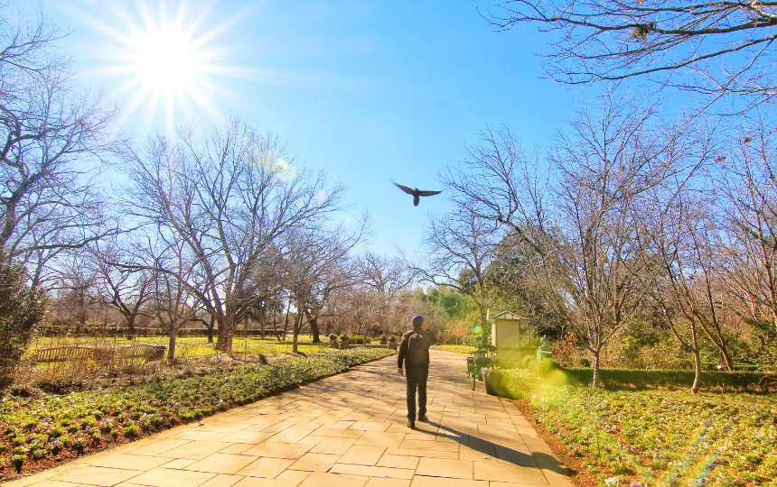 Dallas Arboretum and Botanical Gardens with blue sky on a sunny day. A man walking through and a bird flying around. 