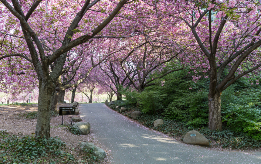 The Cherry Walk in the Brooklyn Botanic Gardens in full bloom in Brooklyn, New York