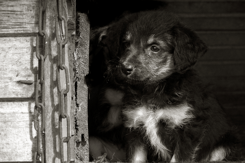 puppy sits chained to dog house