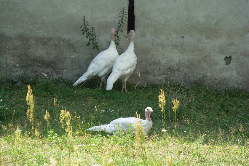 Three white turkeys