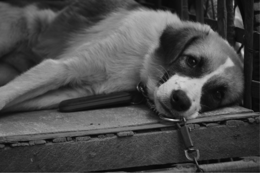 chained puppy lays down