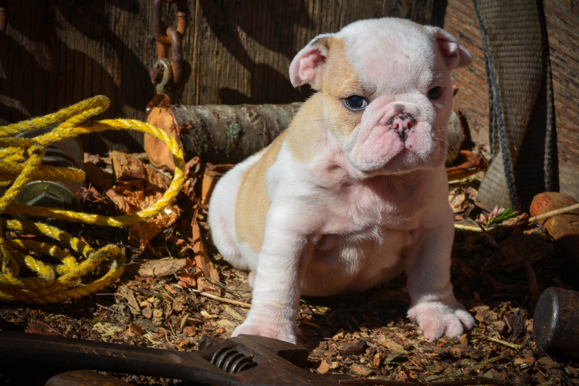 puppy sits among tools on dirt