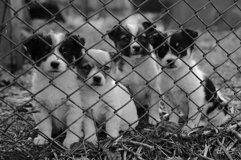 puppies sit behind a fence