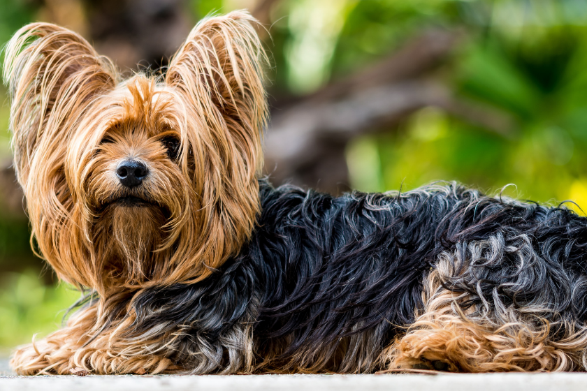 Yorkshire terrier