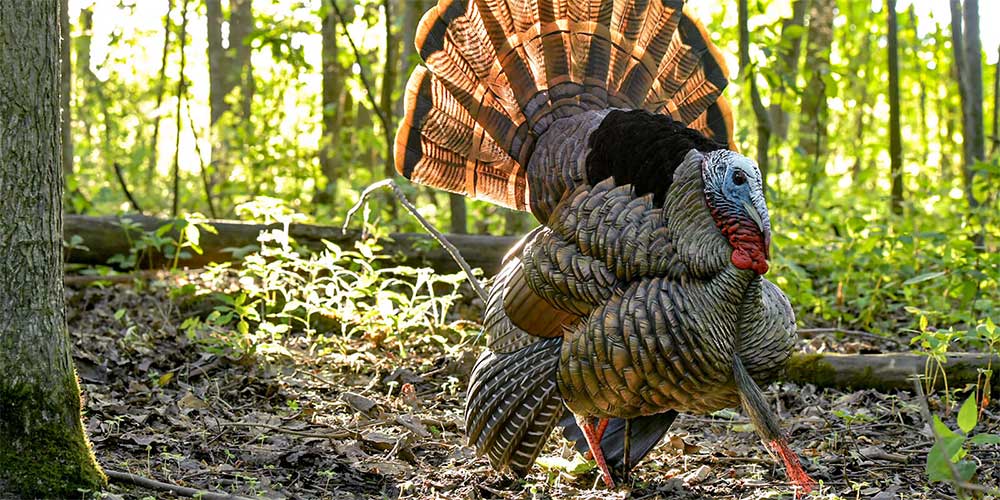 New Turkey Hunting Gear