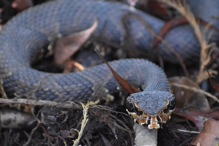 Avoid Snakes while Fishing