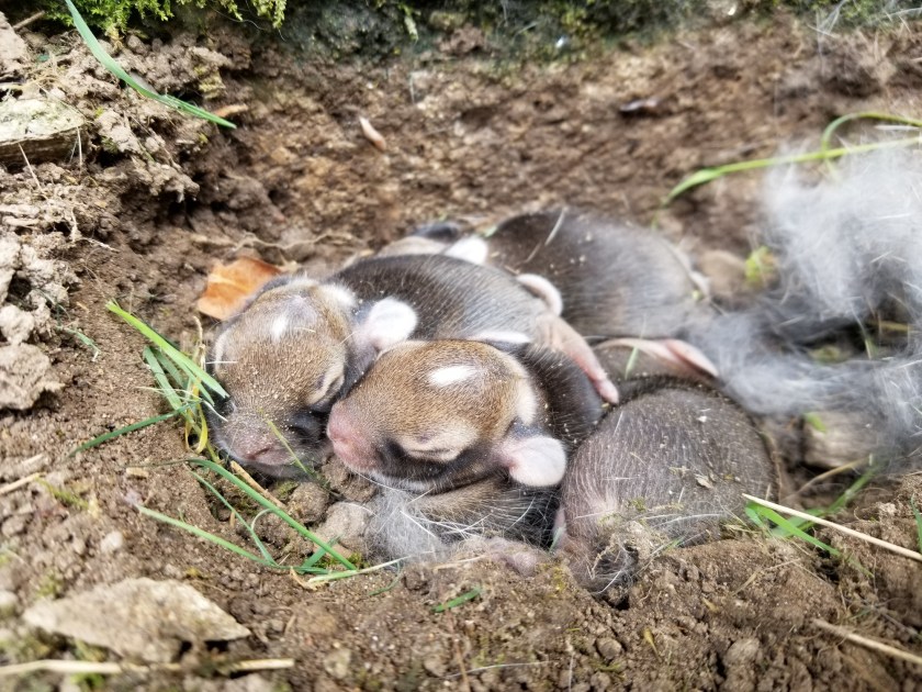 A burrow of baby bunnies in their nest in the gound.
