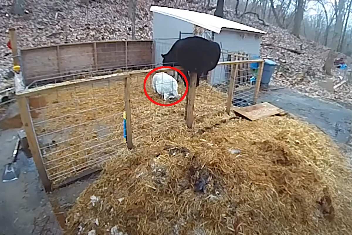 Bear vs Pigs
