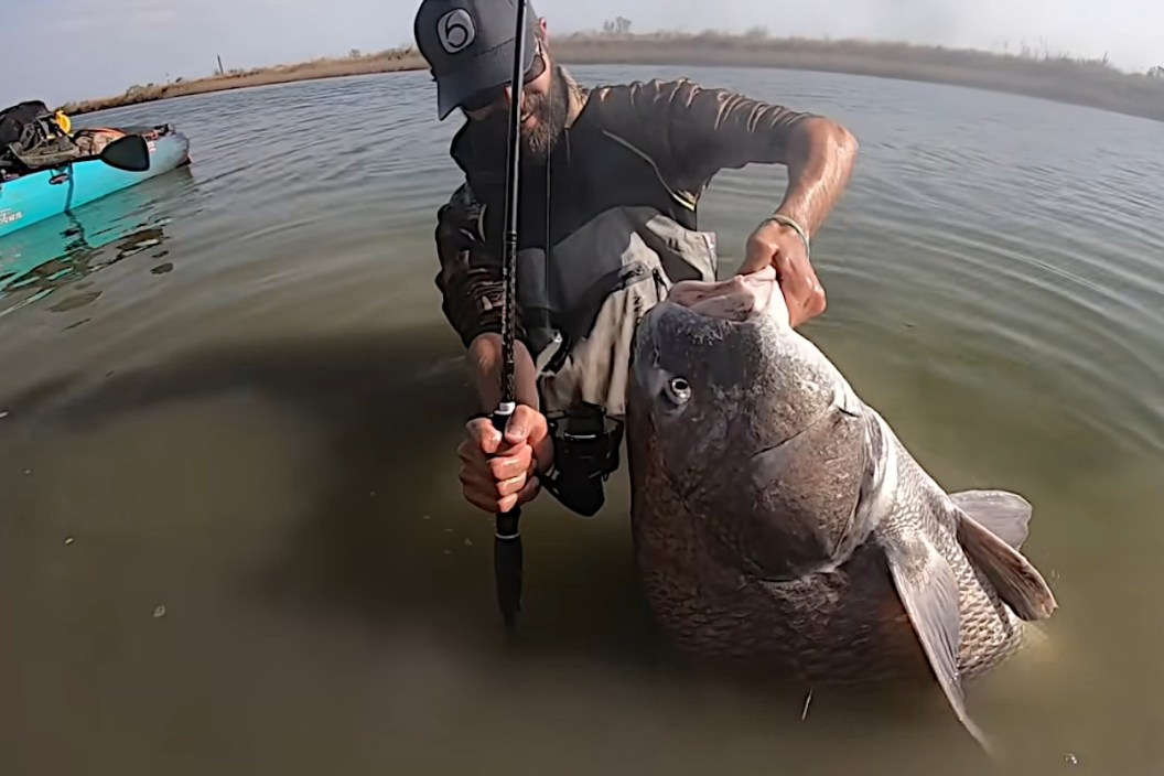 Black Drum