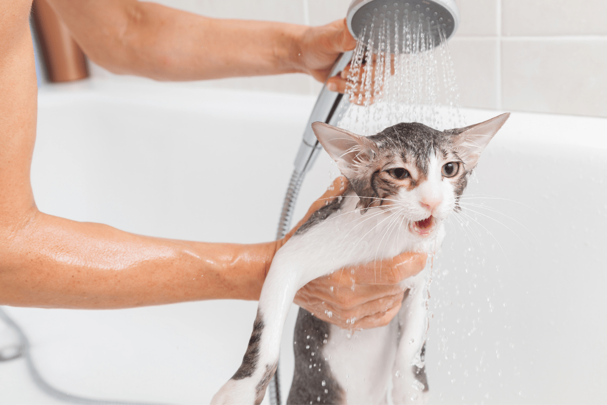 Do Cats Need Baths? Here's How to Bathe a Cat Like a Pro