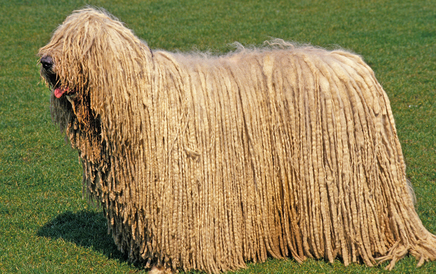 Komondor stands on grass