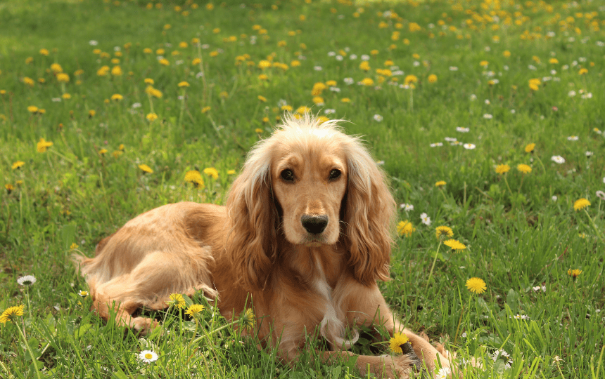 cocker spaniel sits in grass