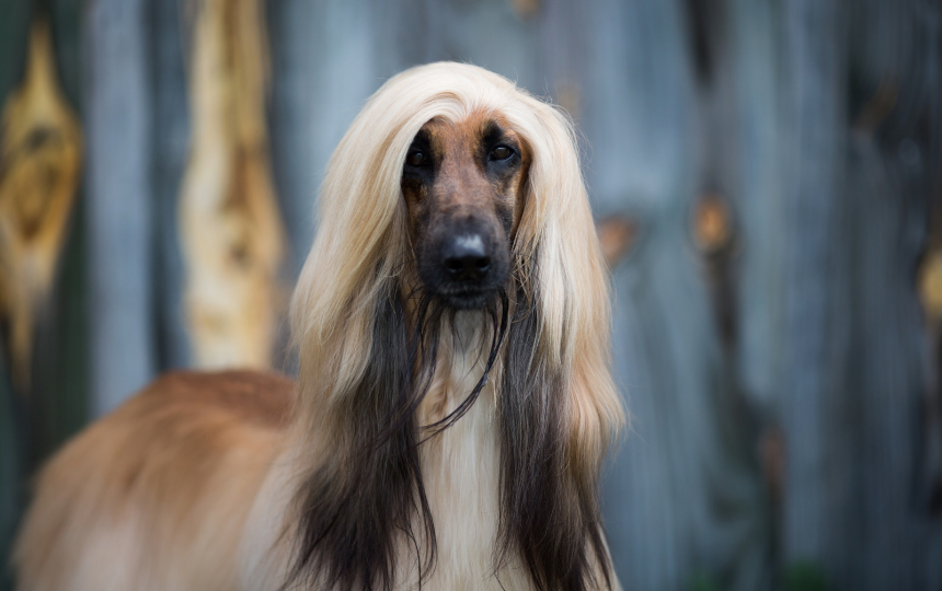 Afghan Hound, dog breeds that need grooming