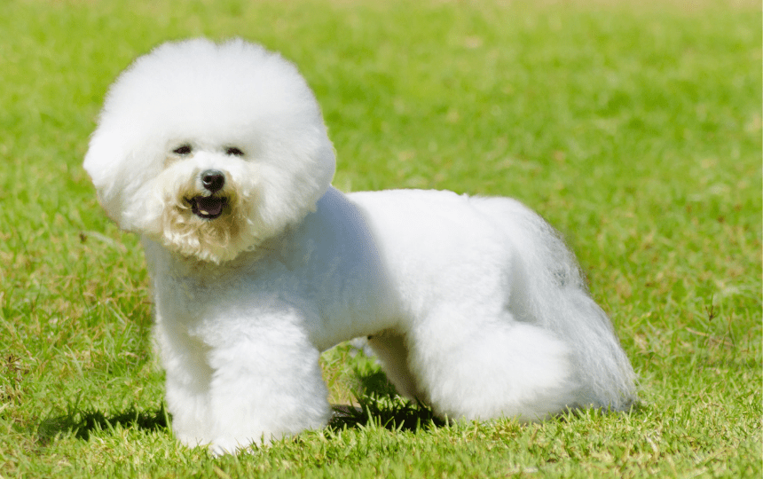 bichon Frise stands in grass
