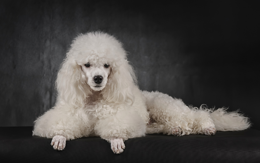 Poodle, dog breeds that need grooming