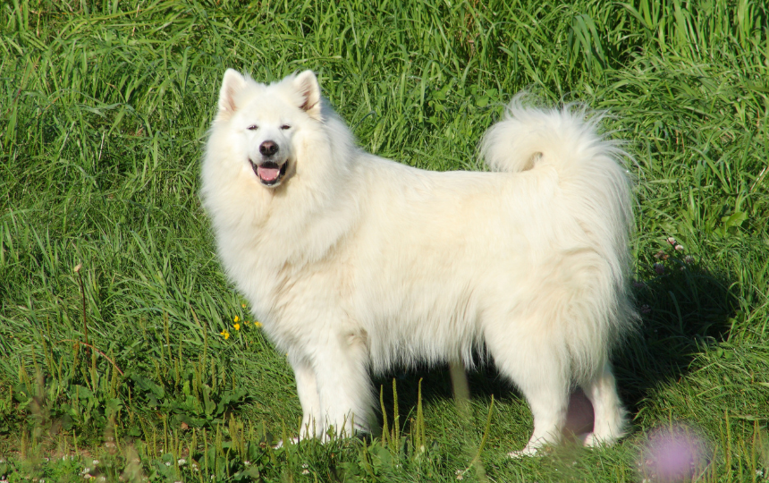 Samoyed Stands in grass