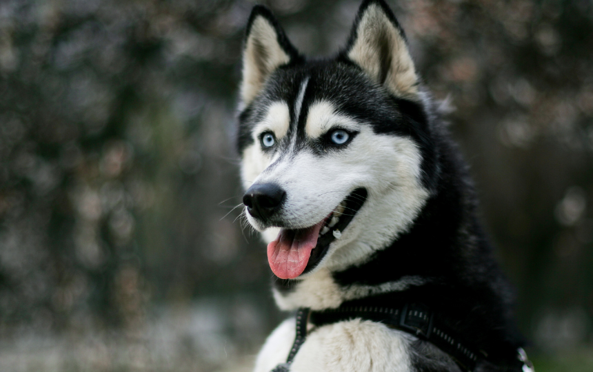 Siberian Husky, dog breeds that need grooming