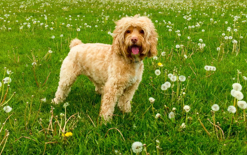 cockapoo stands in grassy field