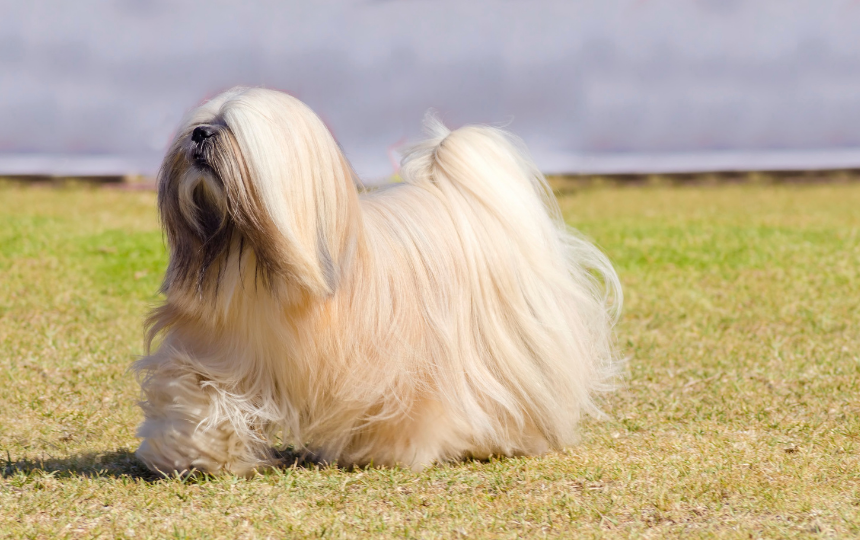 Lhasa apso walking on grass