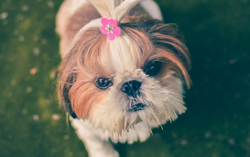 Shih Tzu