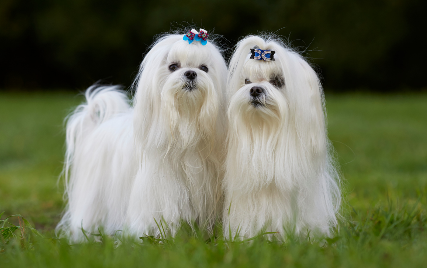 Two white Maltese stand on grass