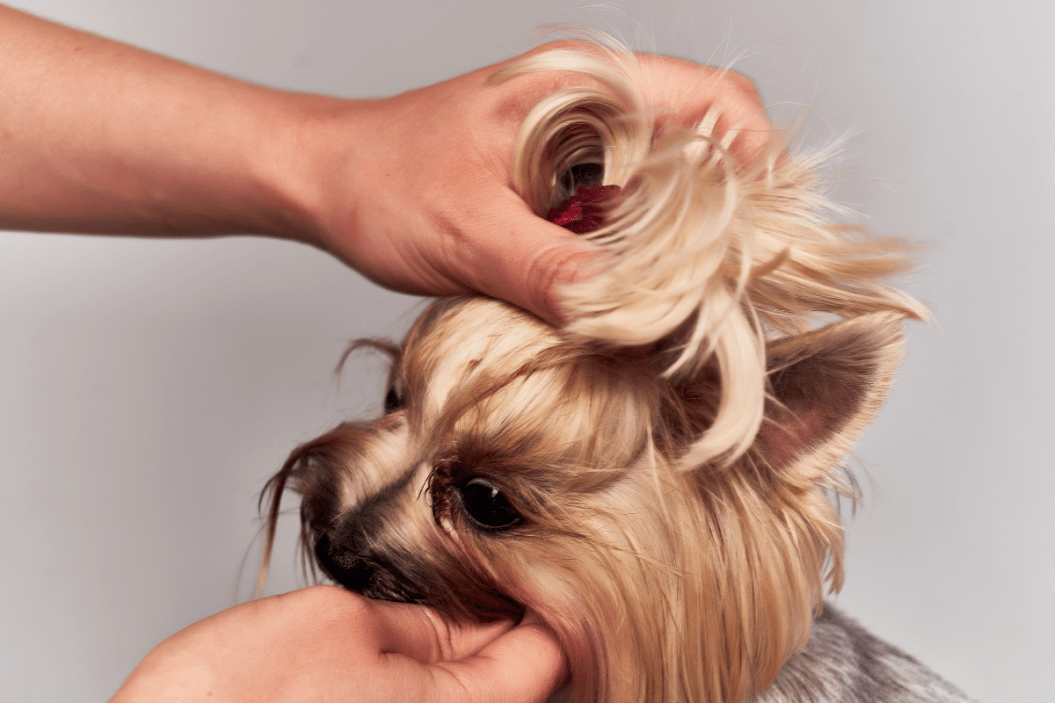 12 Dog Breeds Whose Locks Need a Little Extra Grooming