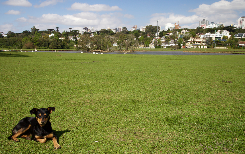 dog city in a park