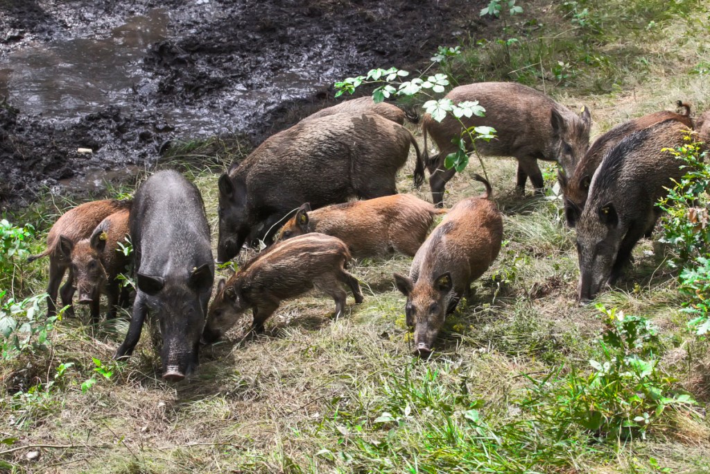 A sounder of feral hogs in the forest.