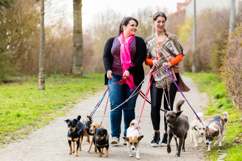 two women walk a bunch of dogs