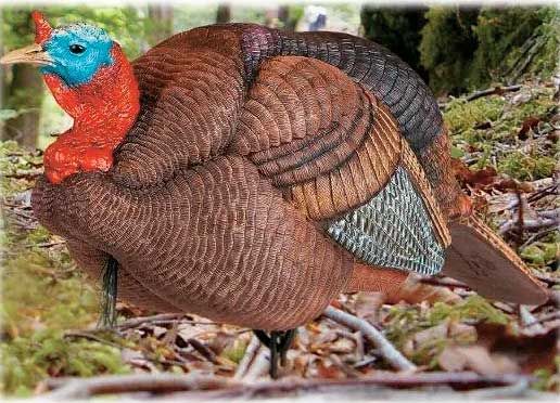 New Turkey hunting Gear