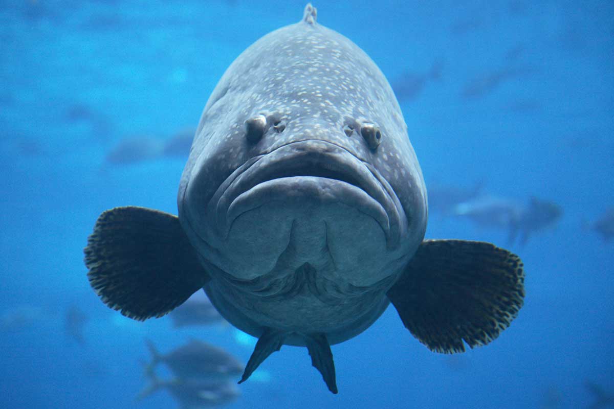 Florida Approves Goliath Grouper Catch