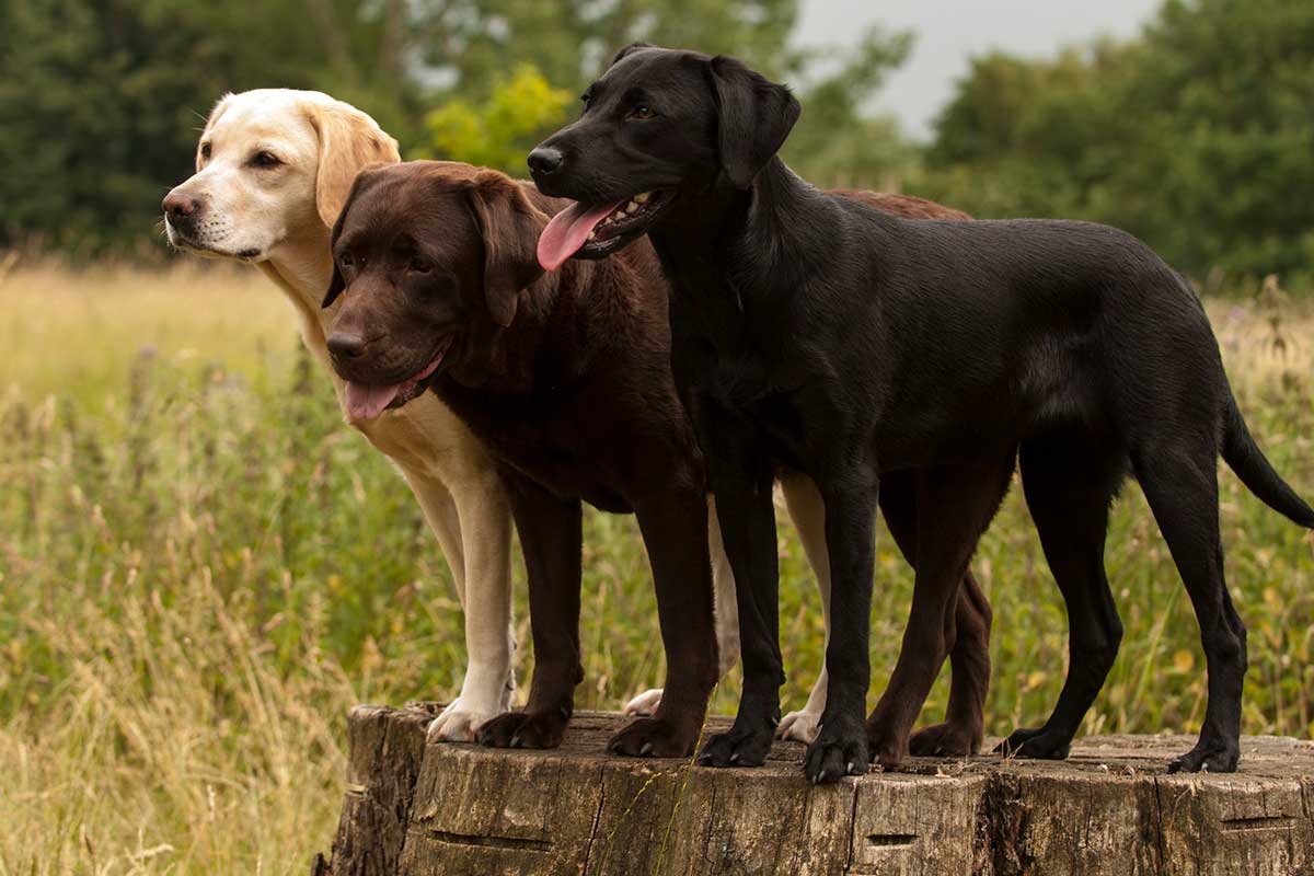 5 Reasons Labs Make the Best Hunting Dogs - Wide Open Spaces