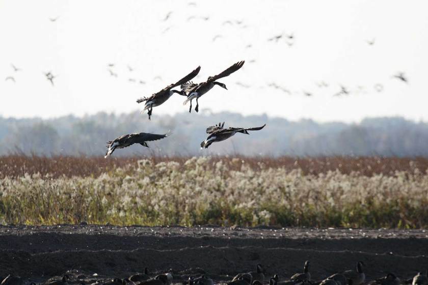 Montezuma National Wildlife Refuge is a Waterfowl Hot Spot