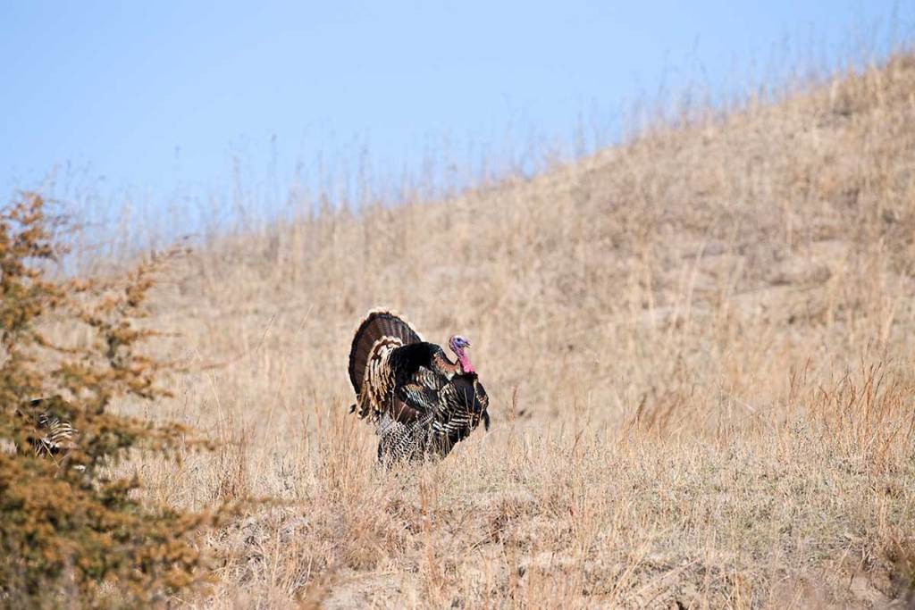 Nebraska Turkey Hunting