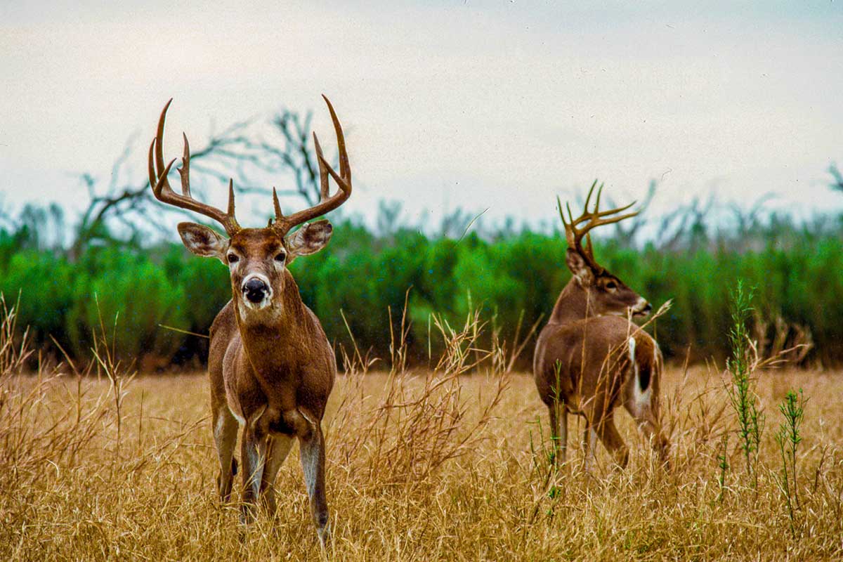 Questions After A Tough Deer Season