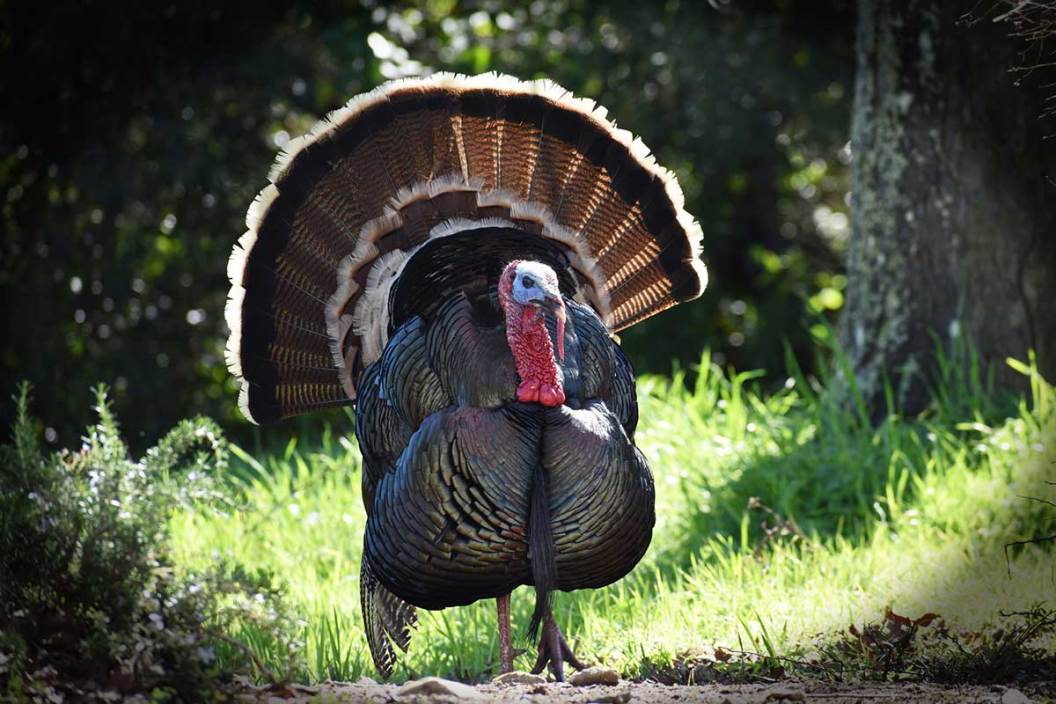 Best Bowhunting Turkey States