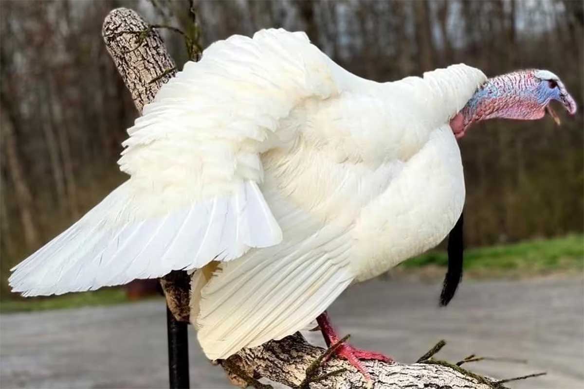 white wild turkey