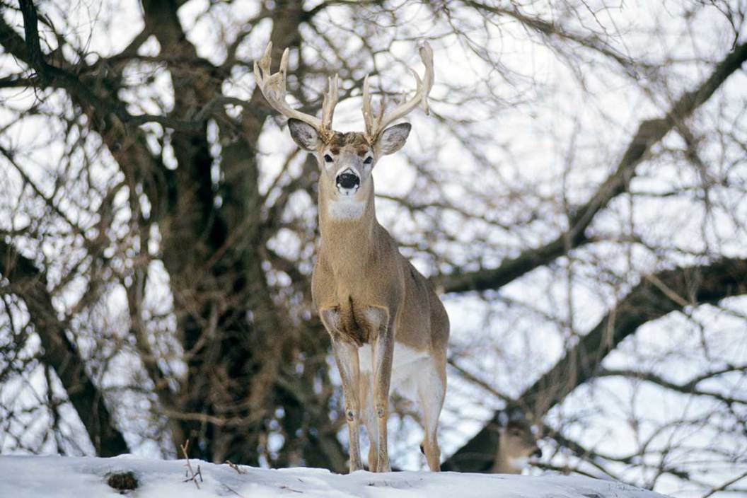 Whitetail Deer Facts