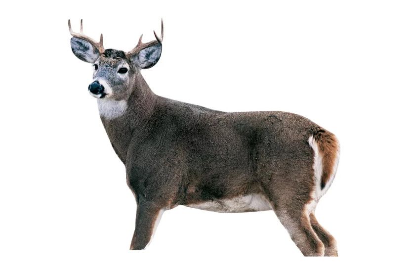 Full Body Deer Decoys