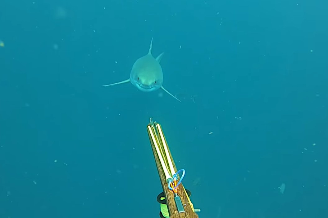 Great White Shark Spear Fisherman