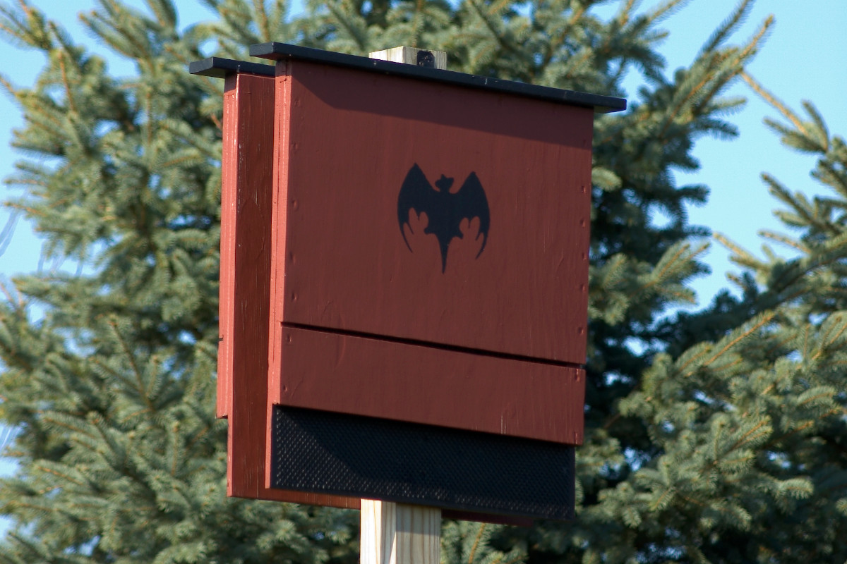 Hanging a Bat House