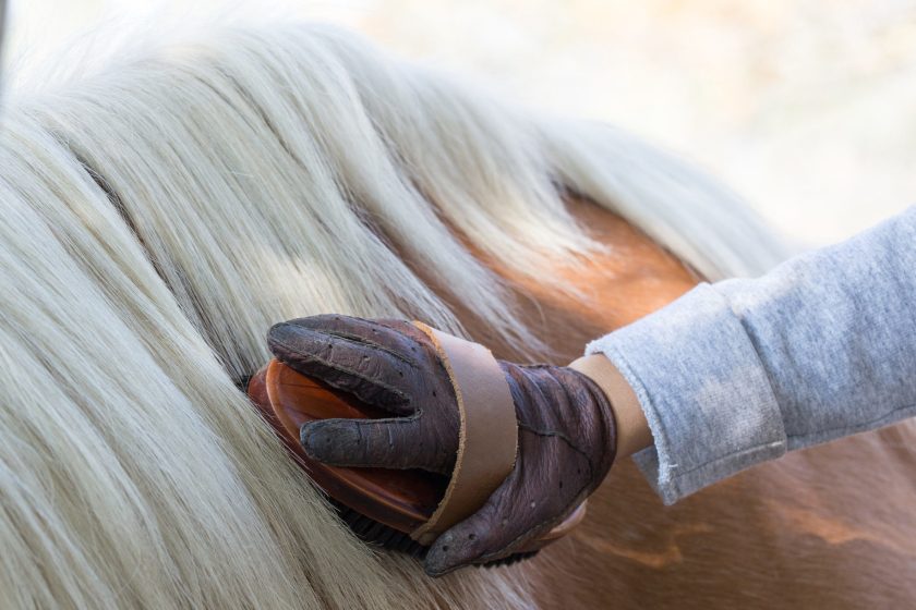 an grooming pony horse