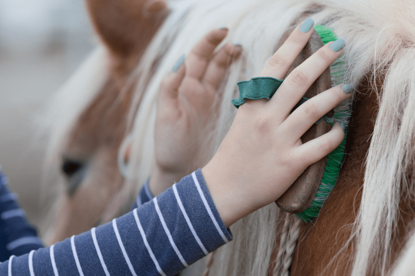 horse being brushed