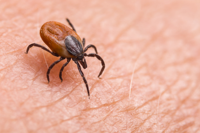 Tick Myths