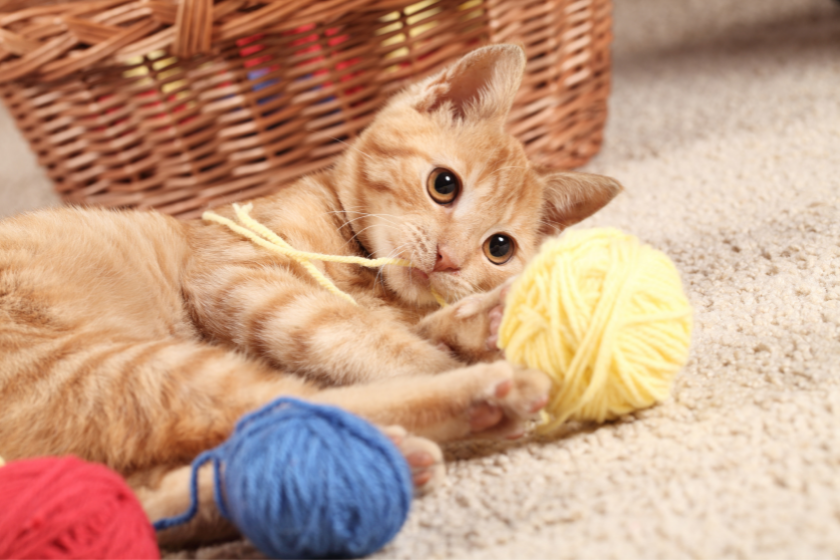 orange cat plays with yarn