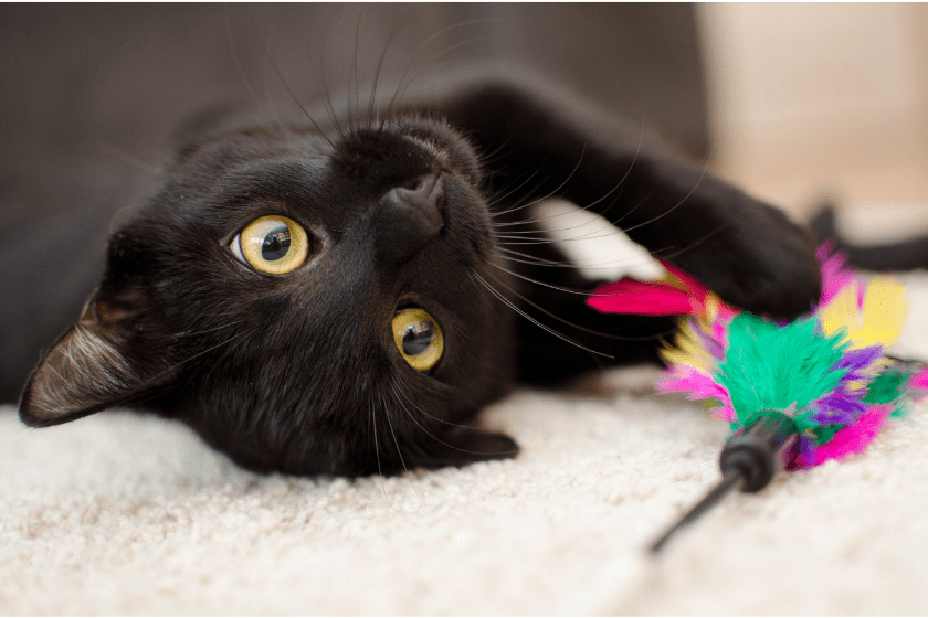 black cat lays on the ground with toy