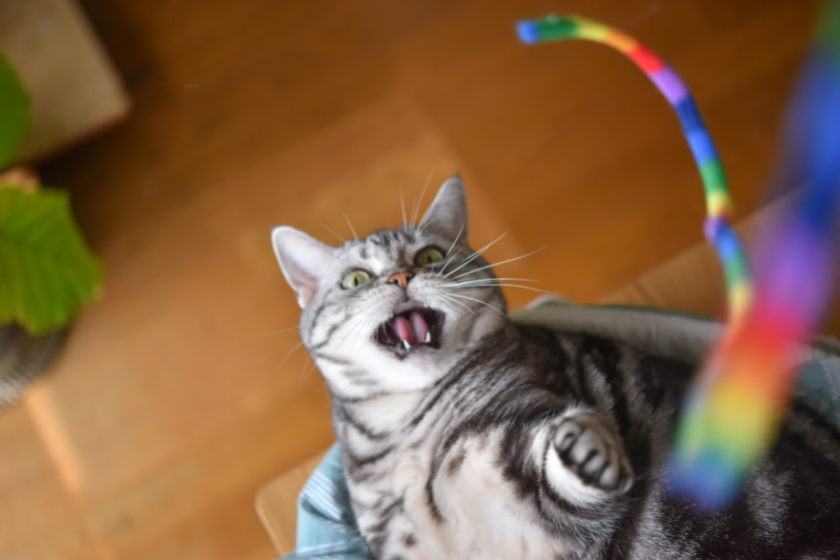 cat plays with toy