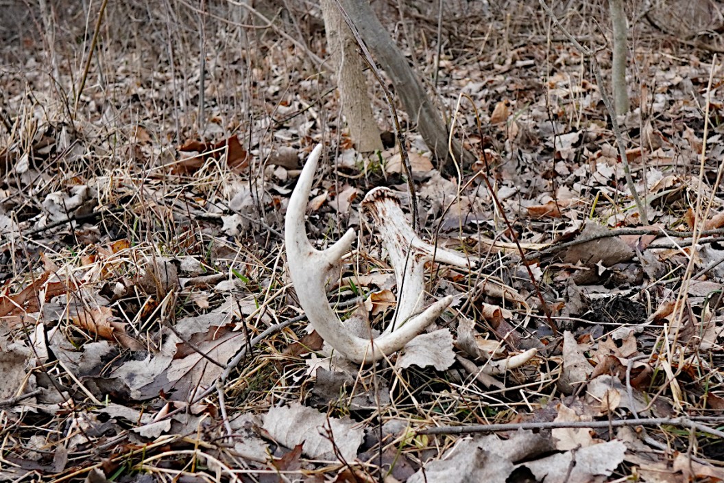 A freshly shed antler laying on the ground.
